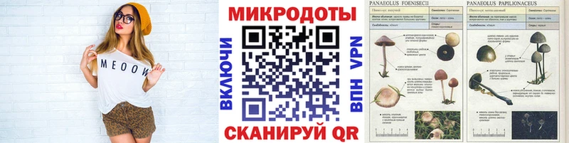 наркота Тында Псилоцибиновые грибы Cubensis